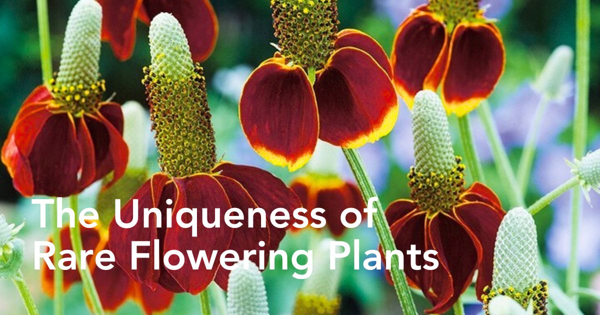 Red Mexican hat flower