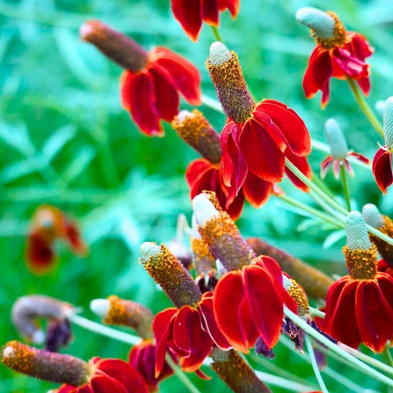 Mexican hat flower