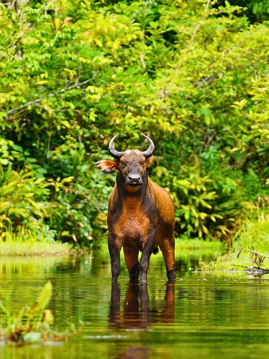 Rainforest World Rainforest Day Is a Celebration of Our Green Guardians