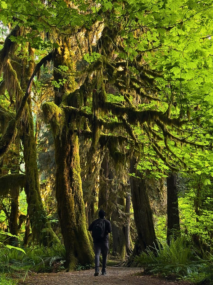 A temperate rainforest World Rainforest Day Is a Celebration of Our Green Guardians