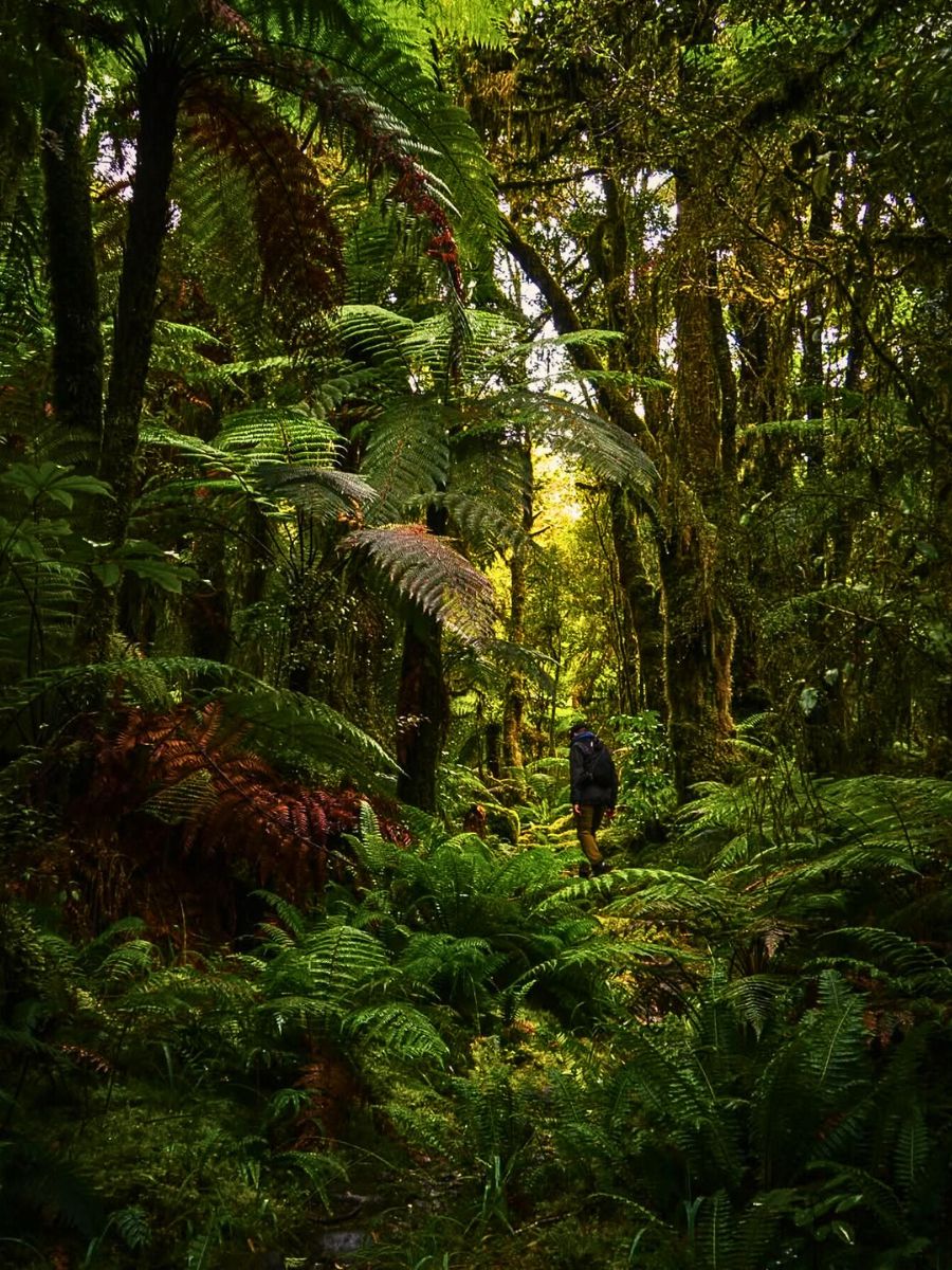 A temperate rainforest World Rainforest Day Is a Celebration of Our Green Guardians