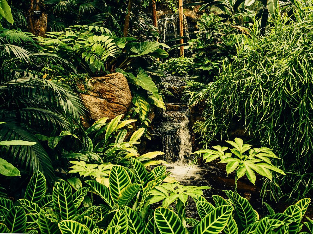 Tropical rainforest plants World Rainforest Day Is a Celebration of Our Green Guardians