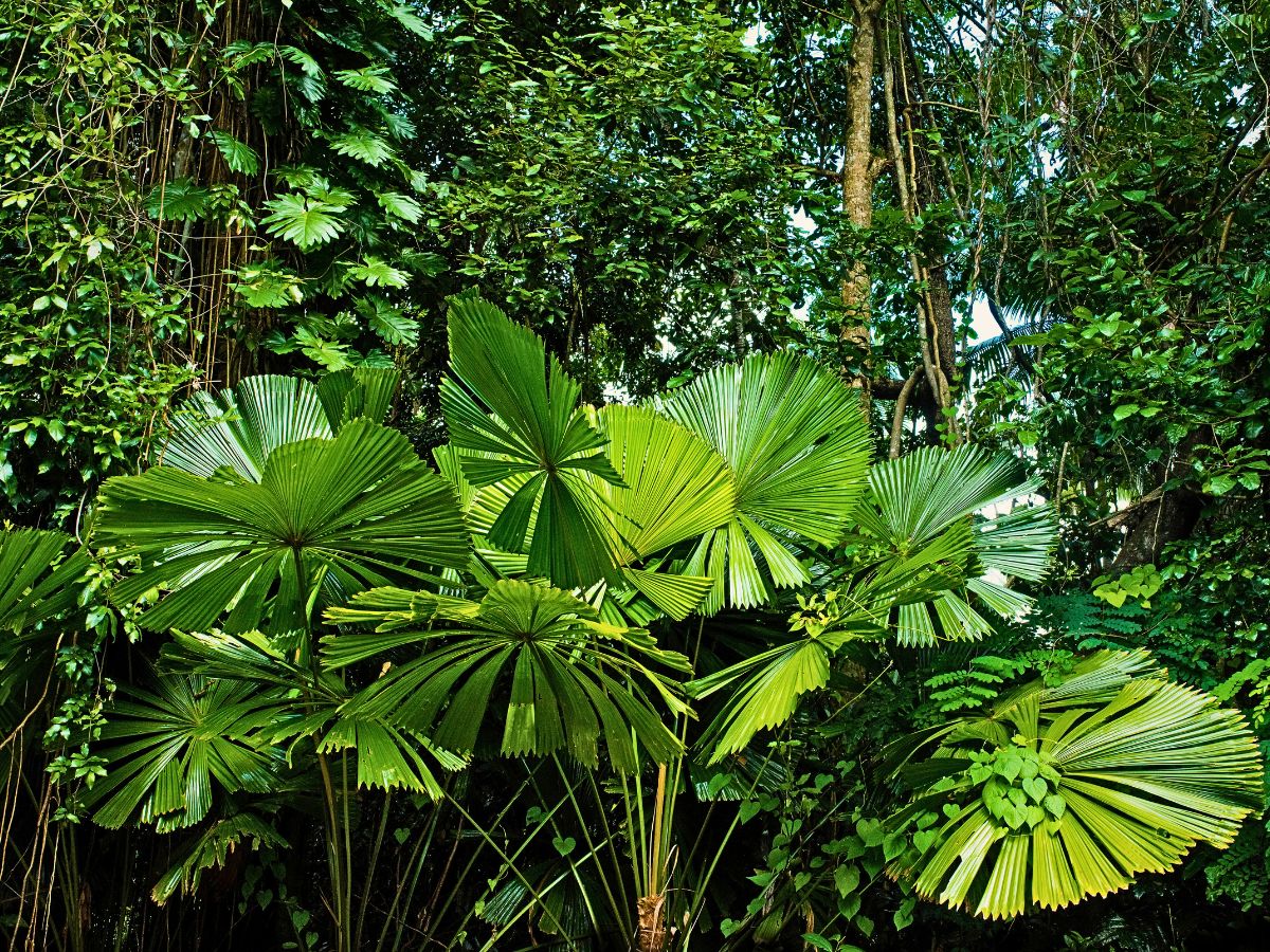 Rainforest plants World Rainforest Day Is a Celebration of Our Green Guardians