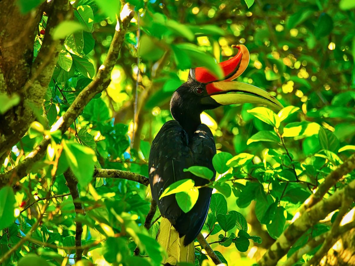 Colorful rainforest bird World Rainforest Day Is a Celebration of Our Green Guardians