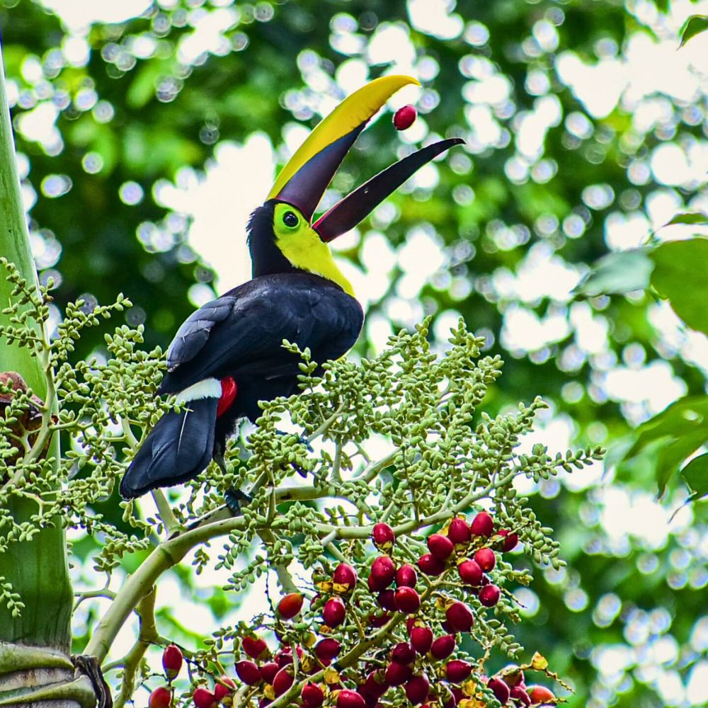 Rainforest bird World Rainforest Day Is a Celebration of Our Green Guardians