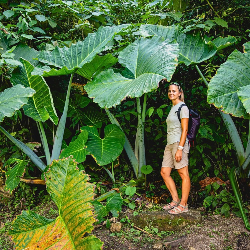 Tropical plants World Rainforest Day Is a Celebration of Our Green Guardians