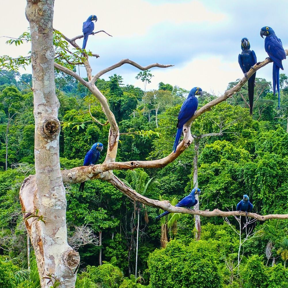 Blue birds World Rainforest Day Is a Celebration of Our Green Guardians