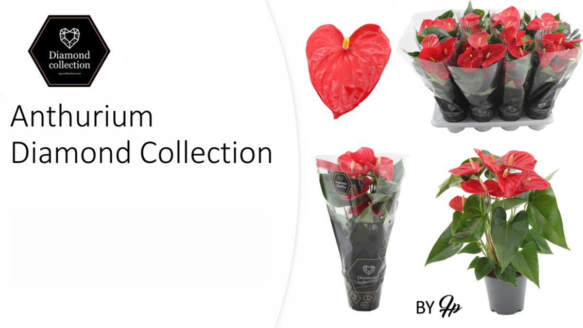 Anthurium Diamond Collection by HouwenPlant 