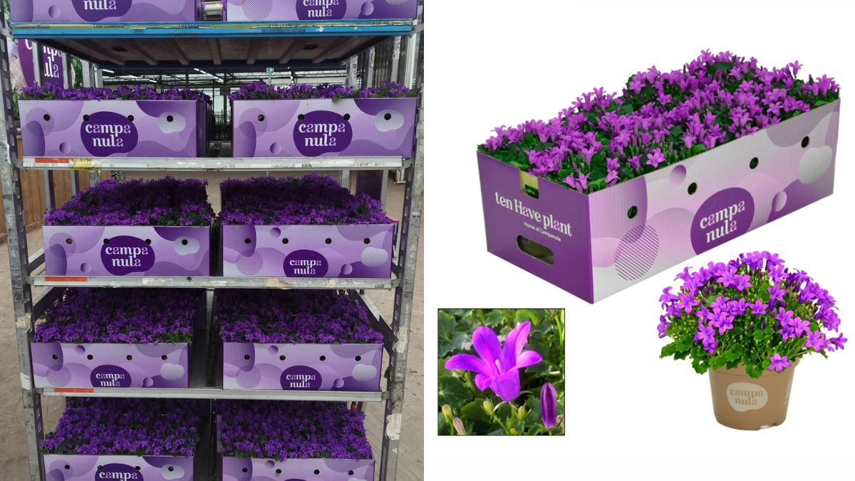 Campanula by Ten Have Plant