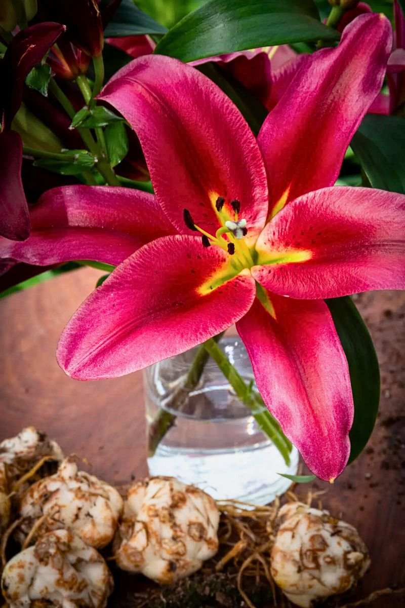 Lily Lasting Love Close Up by Roan Aarts BFF