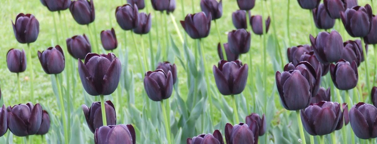 Queen of Night tulips Bulbs (dry) on Thursd