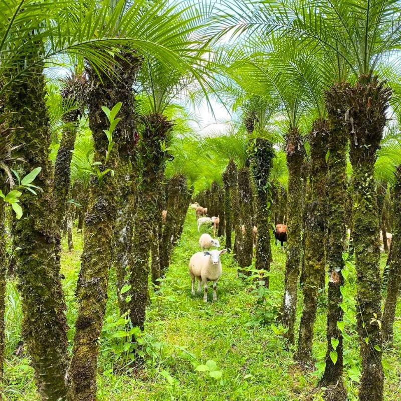 Sheep at Tropical Green farms