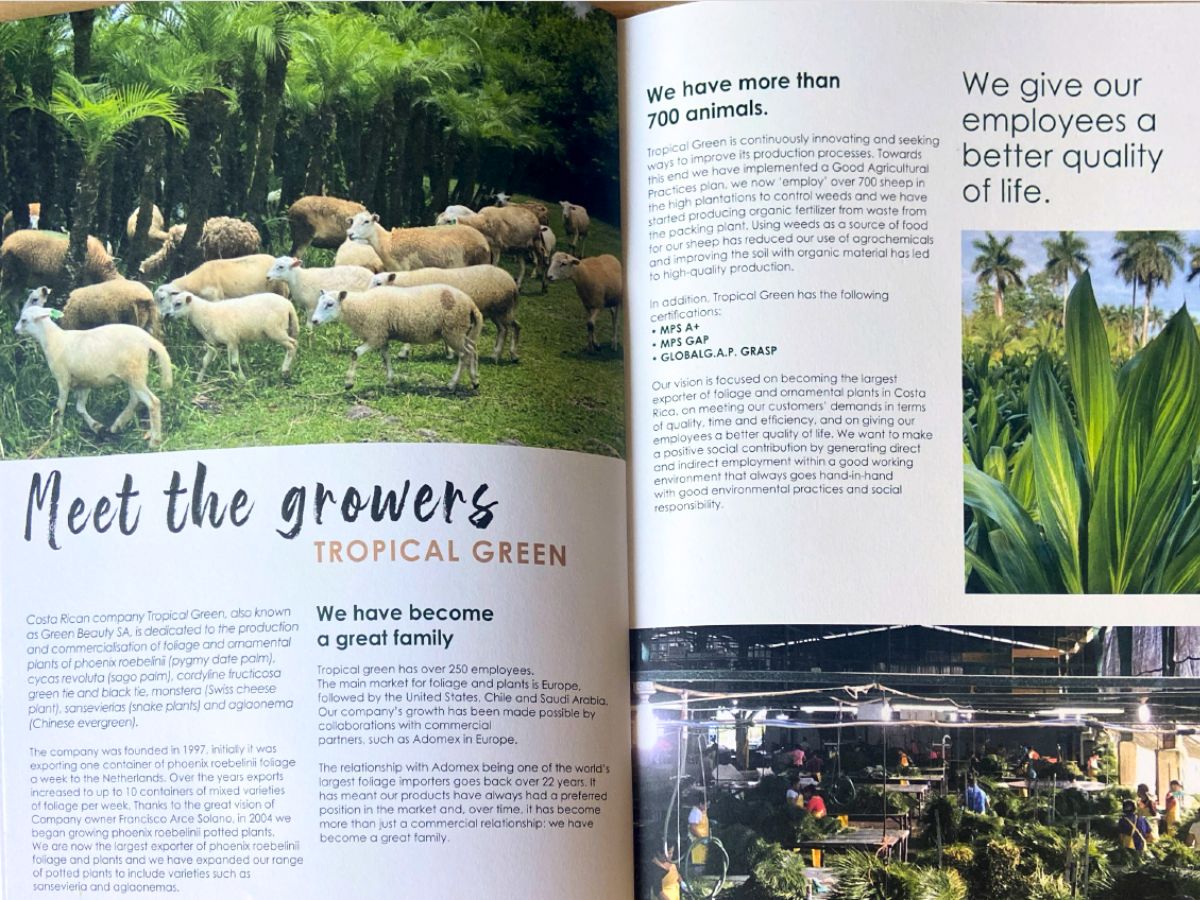Meet the growers of Tropical Green farms