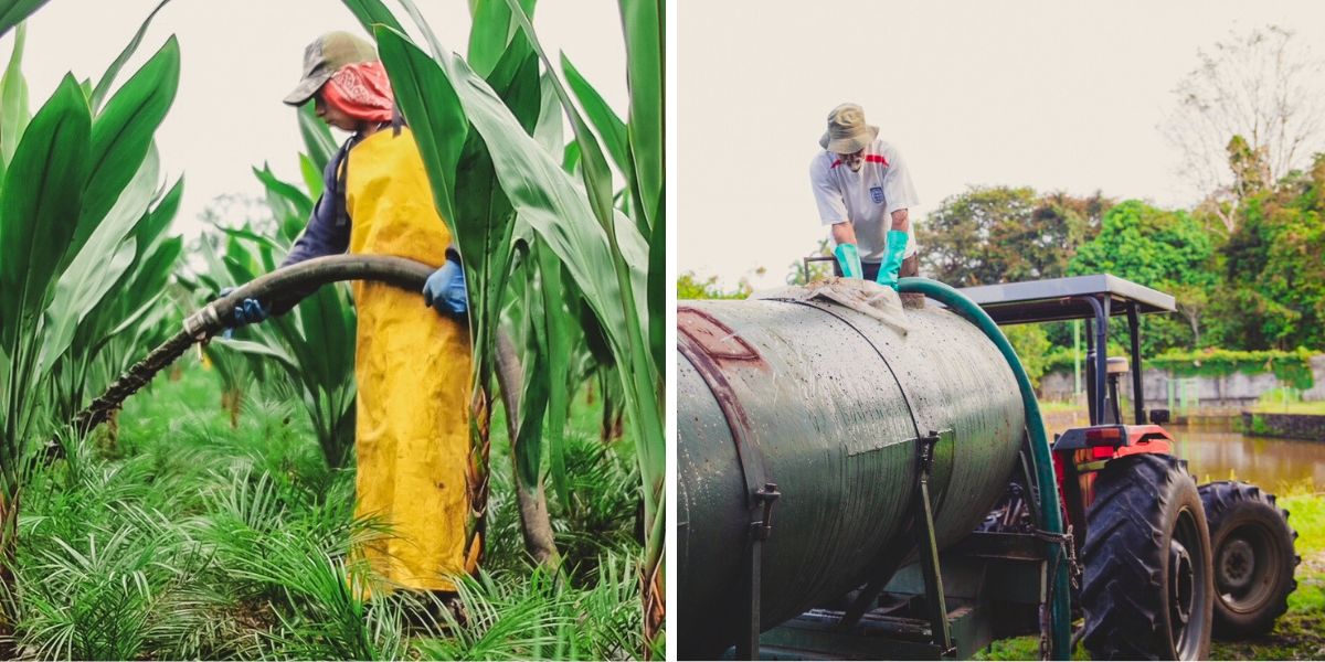 Workers at Tropical Green farms