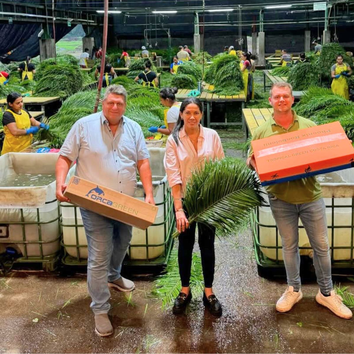 Orca brand and Adomex collaborating with Tropical Green Orca brand and Adomex collaborating with Tropical Green