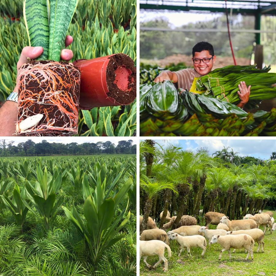 Foliage and sheeps at Tropical Green