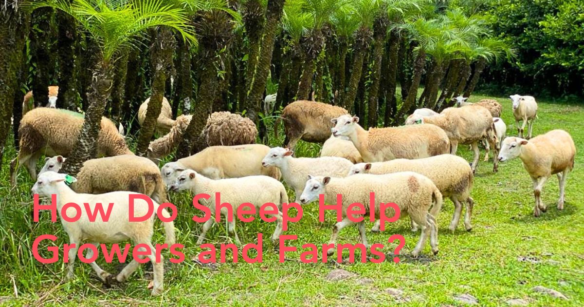 Sheep at Tropical Green