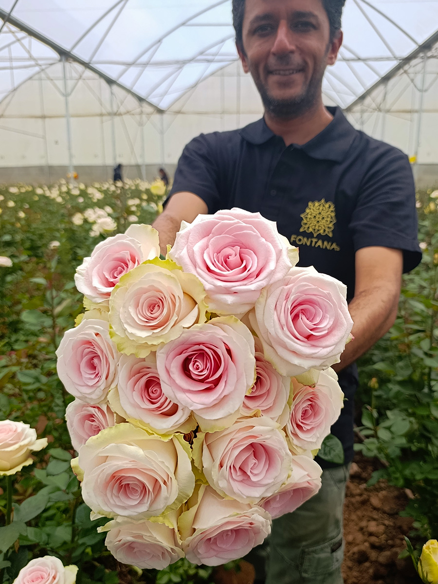 Fontana farm Arfhan Mughal with pink roses Fontana farm Arfhan Mughal with pink roses