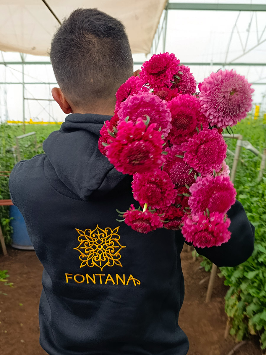 Fontana Arfhan Mughal with purple Scabiosa Fontana Arfhan Mughal with purple Scabiosa