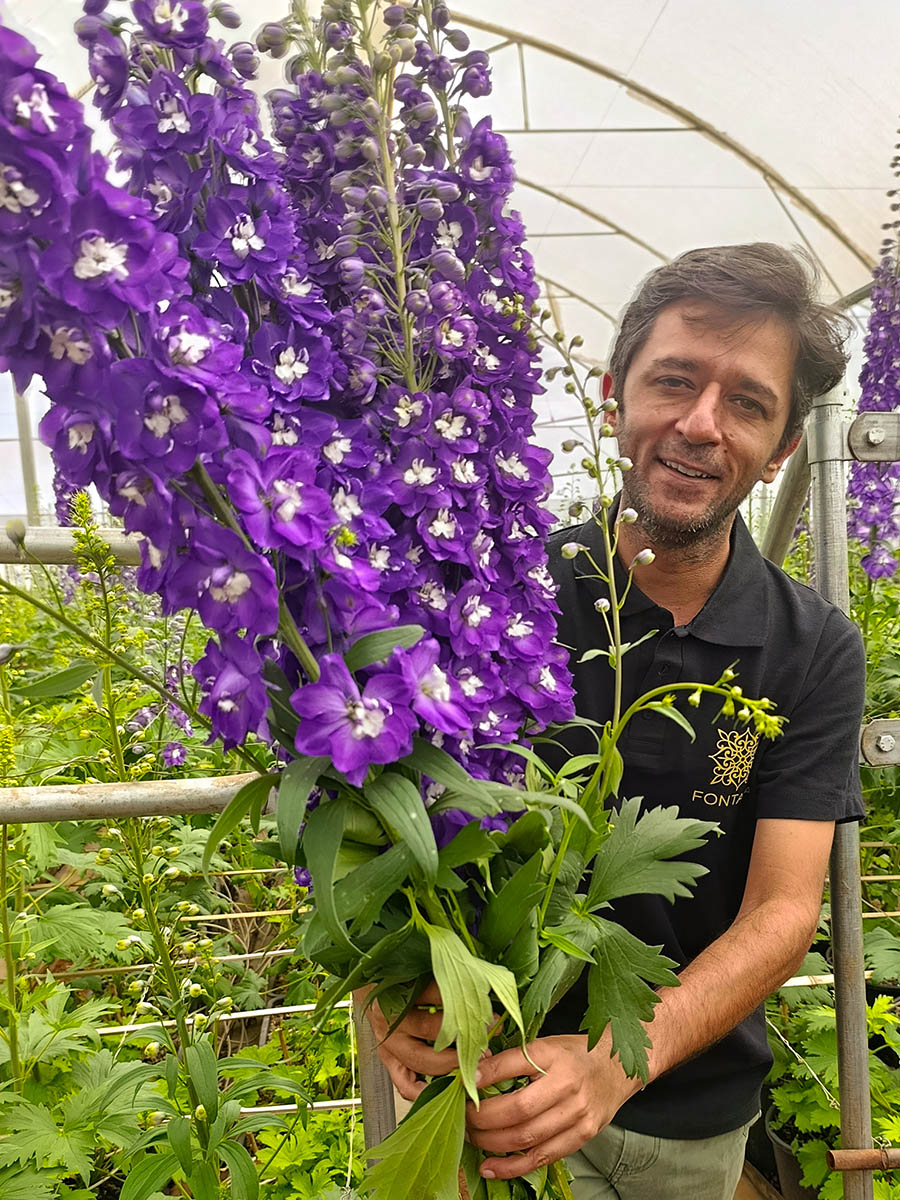 Fontana Arfhan Mughal with purple Delphiniums Fontana Arfhan Mughal with purple Delphiniums