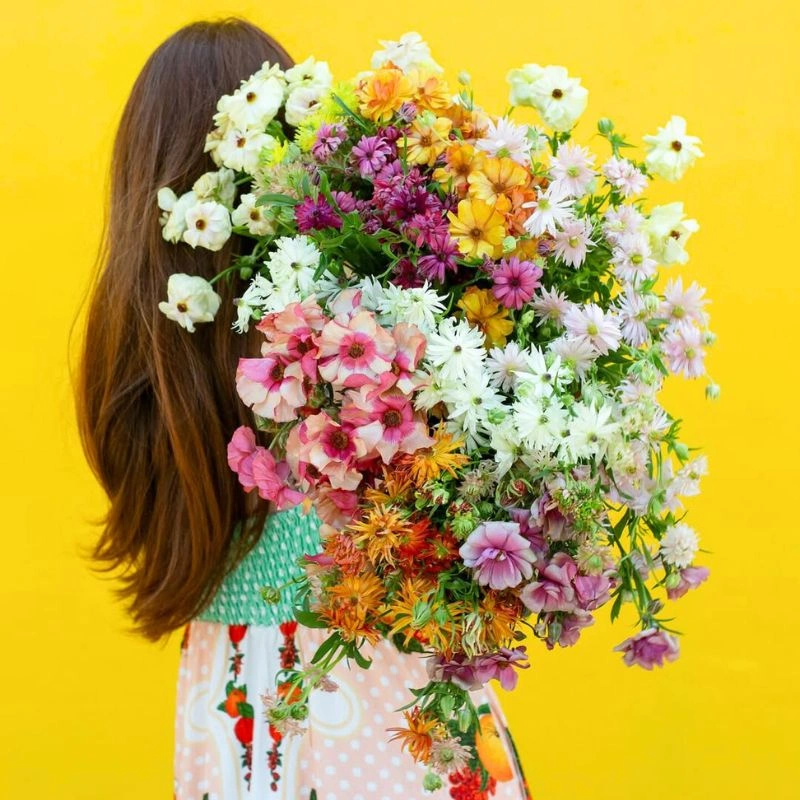 Moderna Ranunculus collection