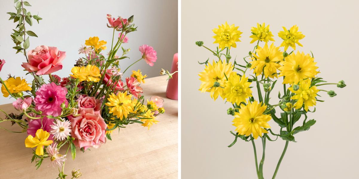 Yellow and pink Moderna ranunculus by Floraprima Yellow and pink Moderna ranunculus by Floraprima