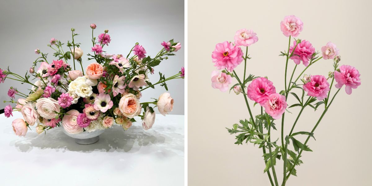 Design by Heather Miller using Moderna ranunculus Design by Heather Miller using Moderna ranunculus
