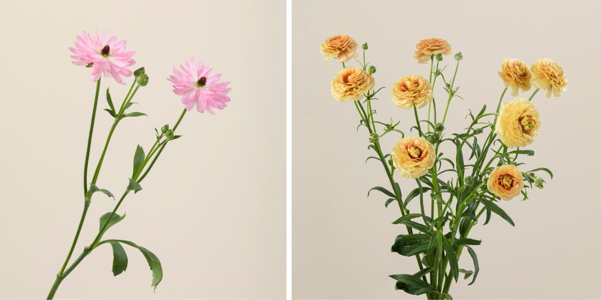 Two colors of Moderna ranunculus