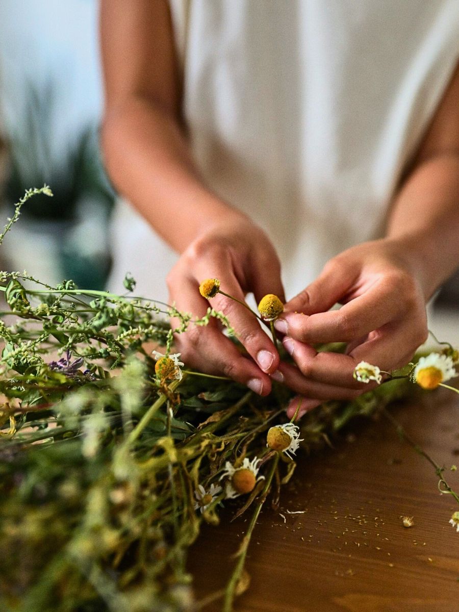 Chamomile Chamomile blossoms steeped in herbal tea, calming digestion and atopic dermatitis while soothing inflammation for smooth skin.