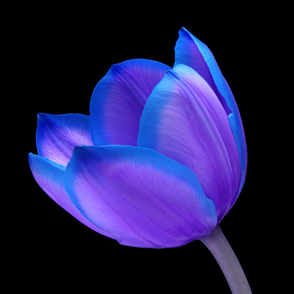 Paul Heijmink on Thursd blue tulip tinted flowers