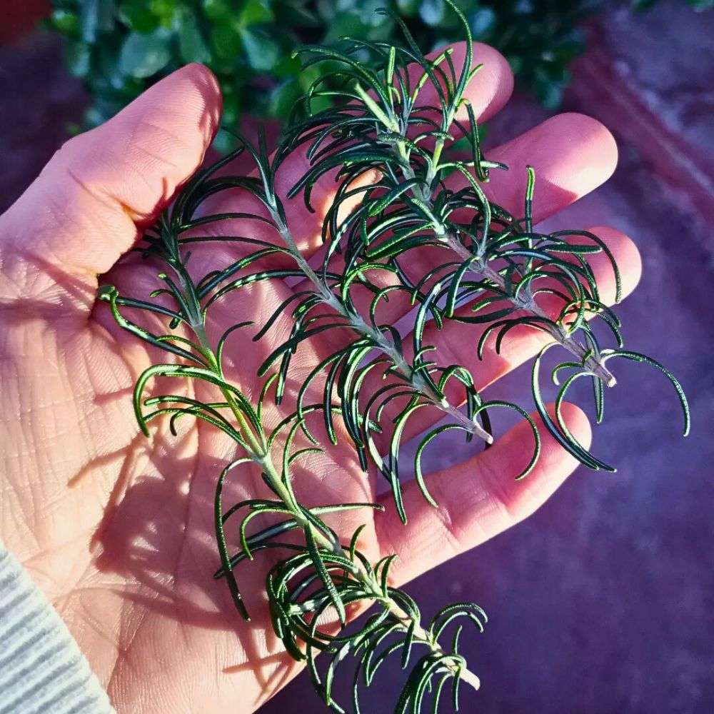 Rosemary Fragrant rosemary oil massaged into scalp, stimulating hair growth, balancing oil production, and guarding against free radicals.