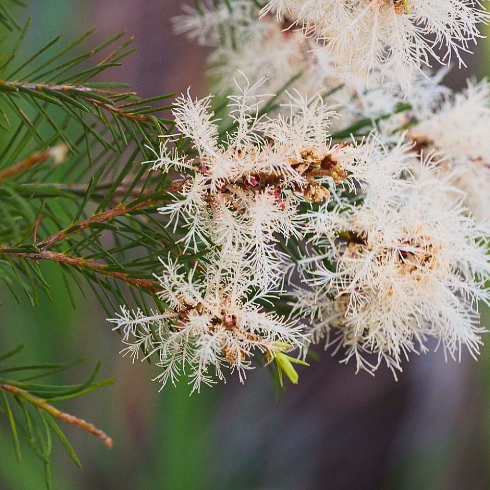 Tea tree Tea tree leaves rich in essential oils, antibacterial shield against acne sores, candida, and excess oil on sensitive skin.