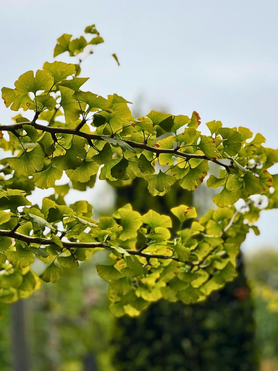 Ginkgo biloba leaves Ginkgo biloba leaves in tincture, jam-packed with antioxidants to bolster immune strength and circulation.