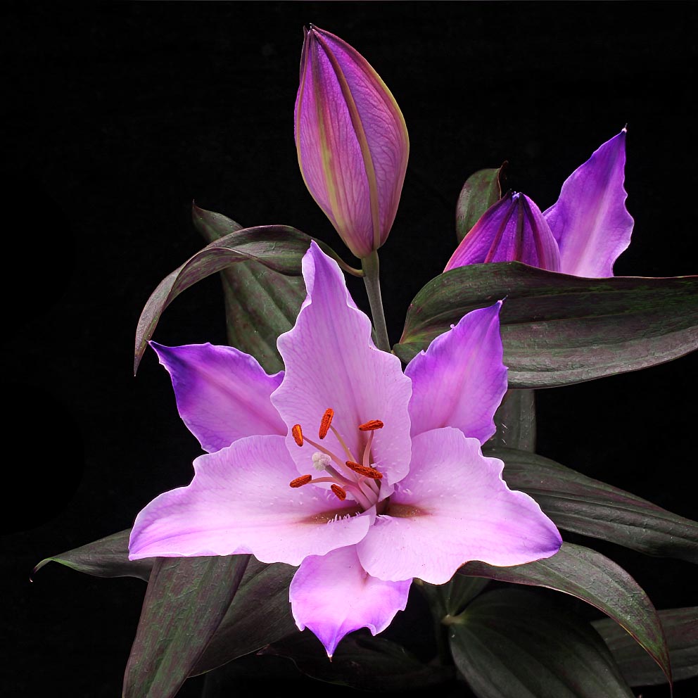 Paul Heijmink Photography Purple Lilium tinted flowers