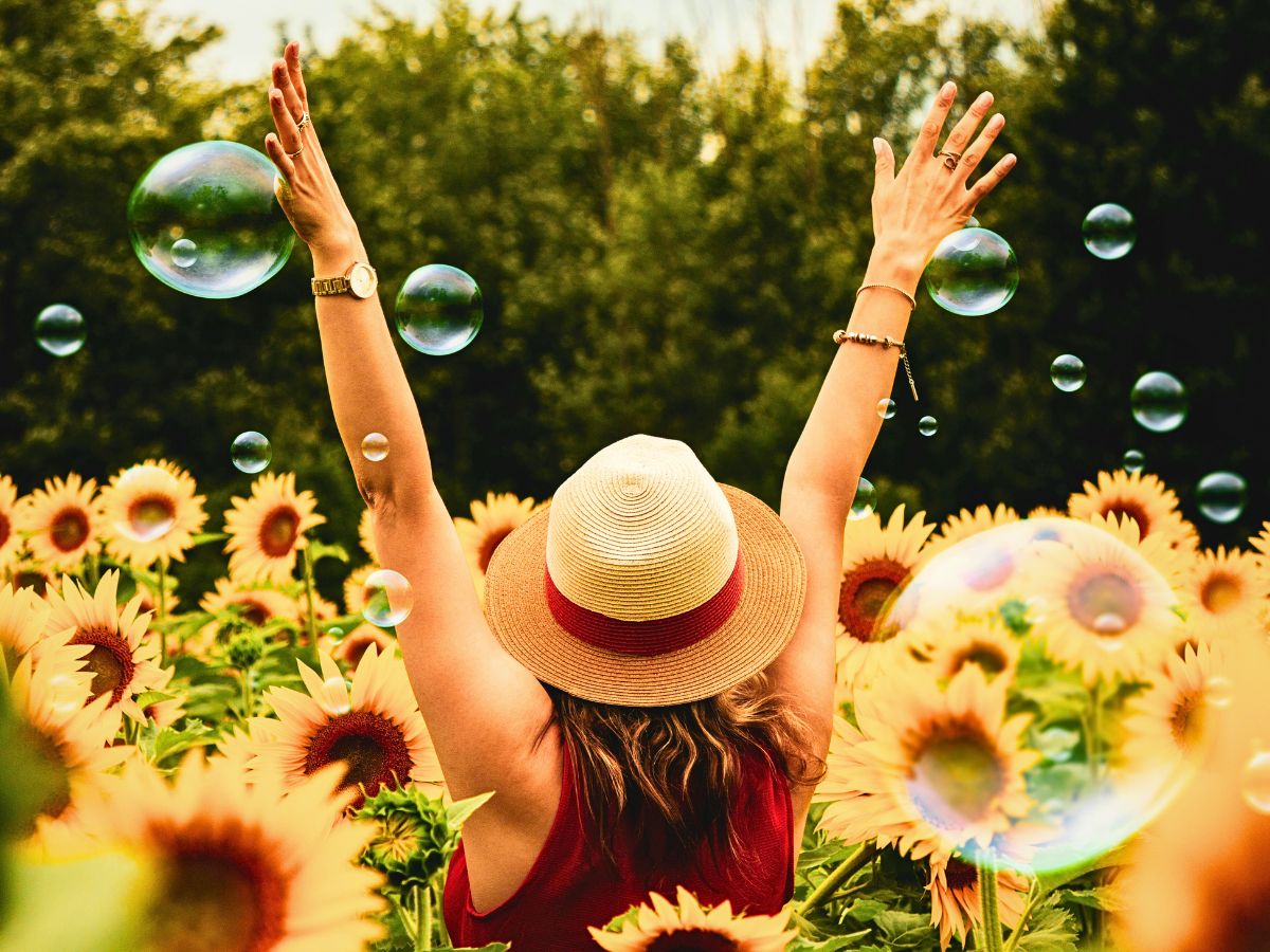 Sunflowers Summer Solstice Heralds the Start of the Summer Season