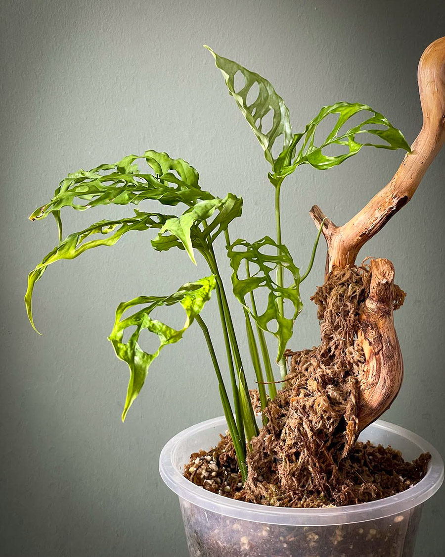 Monstera Obliqua Peru by plants_4_lyf Monstera Obliqua Peru by plants_4_lyf