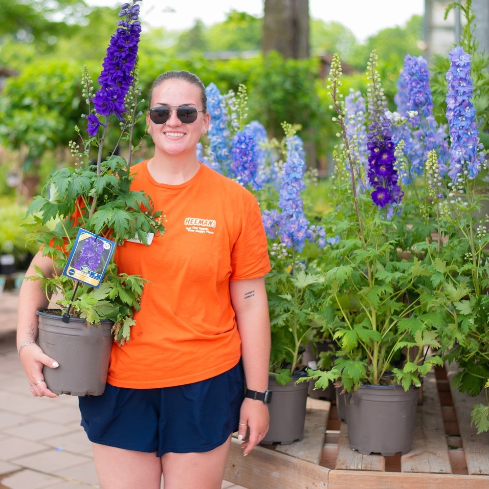 lady with tall pretty delphiniums flower lady with tall pretty delphiniums flower