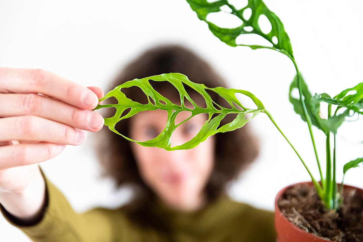 Monstera Obliqua Peru by plantiplant Monstera Obliqua Peru by plantiplant