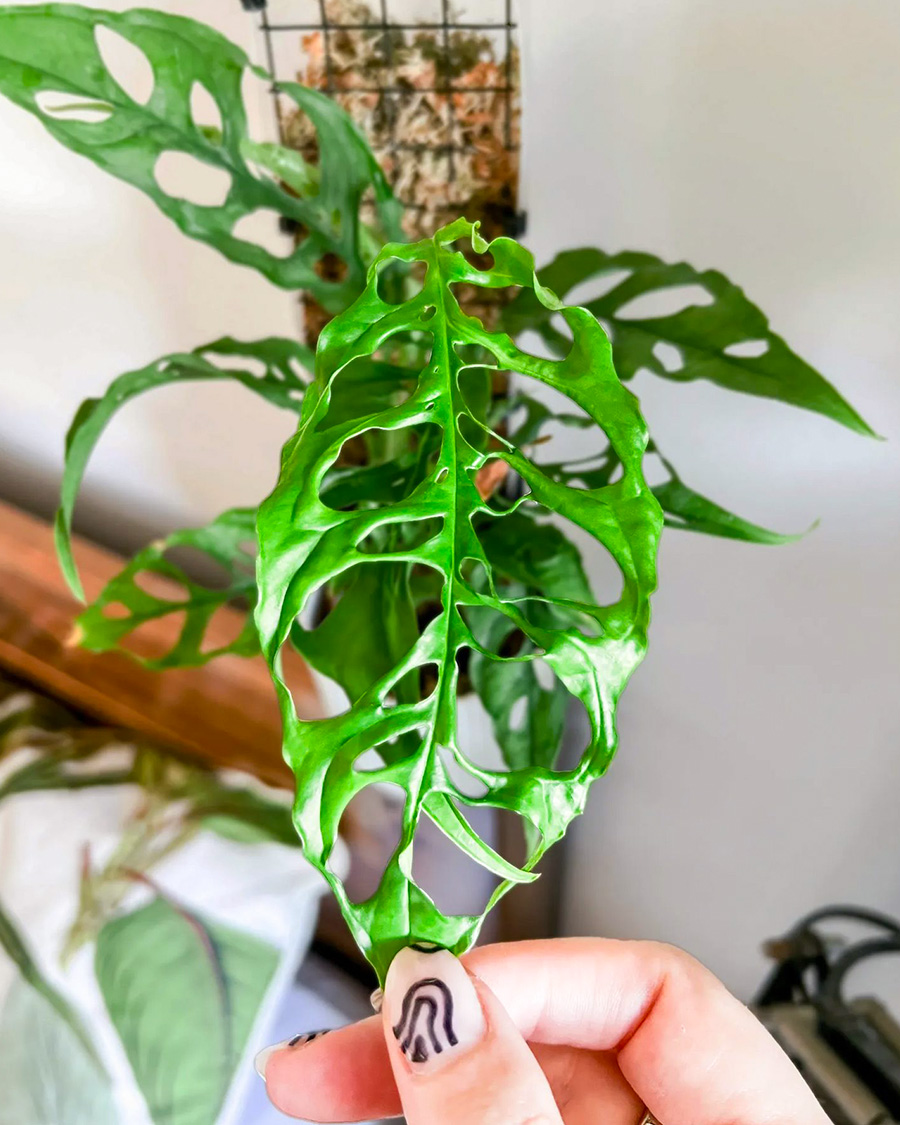 Monstera Obliqua Peru by goodgrowing Monstera Obliqua Peru by goodgrowing