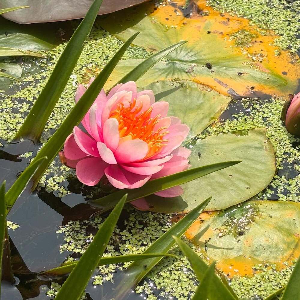 Water lilies in the pond at Great Dixter Water lilies in the pond at Great Dixter