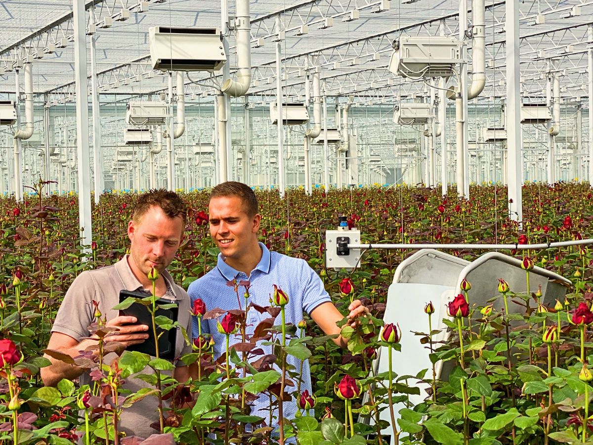 Rose greenhouse The Important Role of Tech in a Sustainable Floriculture Industry