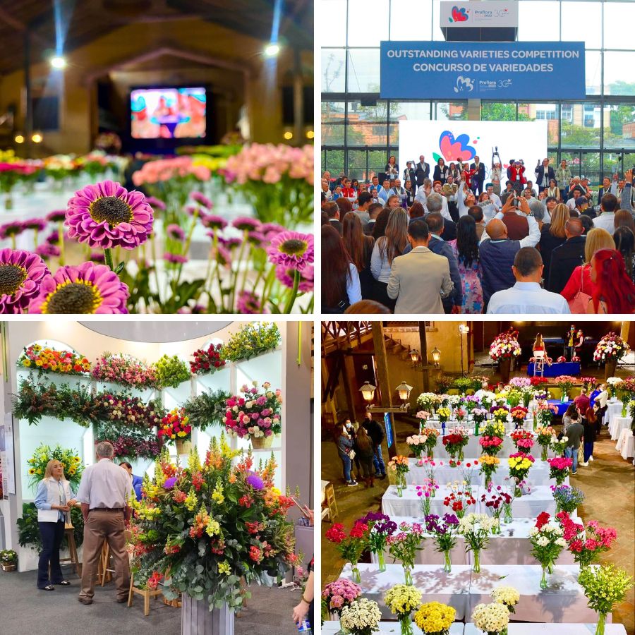 Flower varieties at Proflora Outstanding Varieties Competition Flower varieties at Proflora Outstanding Varieties Competition