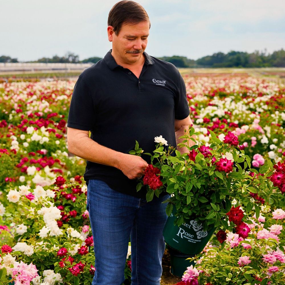 Flower cultivation The Important Role of Tech in a Sustainable Floriculture Industry