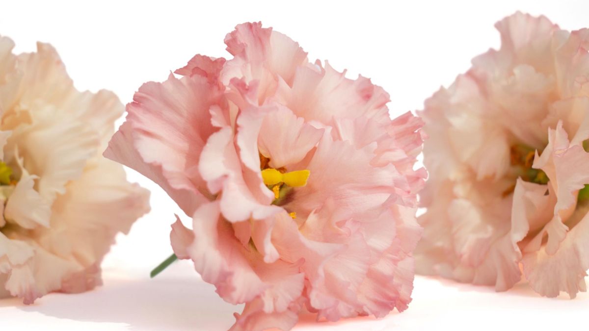 Lisianthus Corelli Coral by Montana Lisianthus 