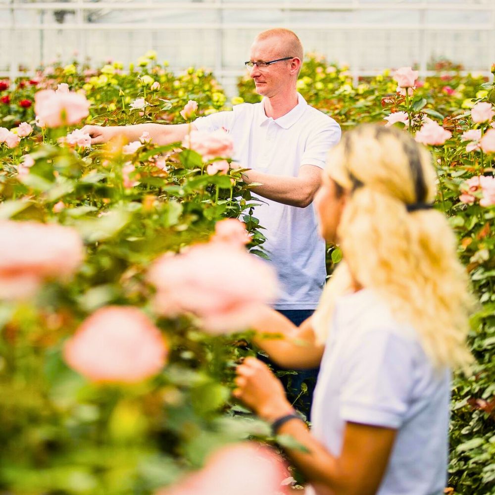 Floriculture cultivation The Important Role of Tech in a Sustainable Floriculture Industry