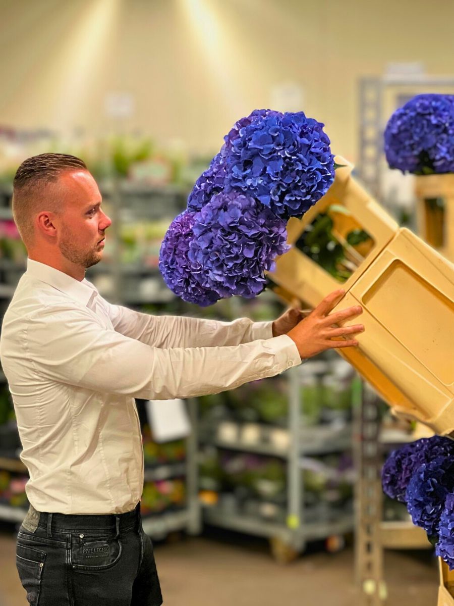 Hydrangea The Important Role of Tech in a Sustainable Floriculture Industry