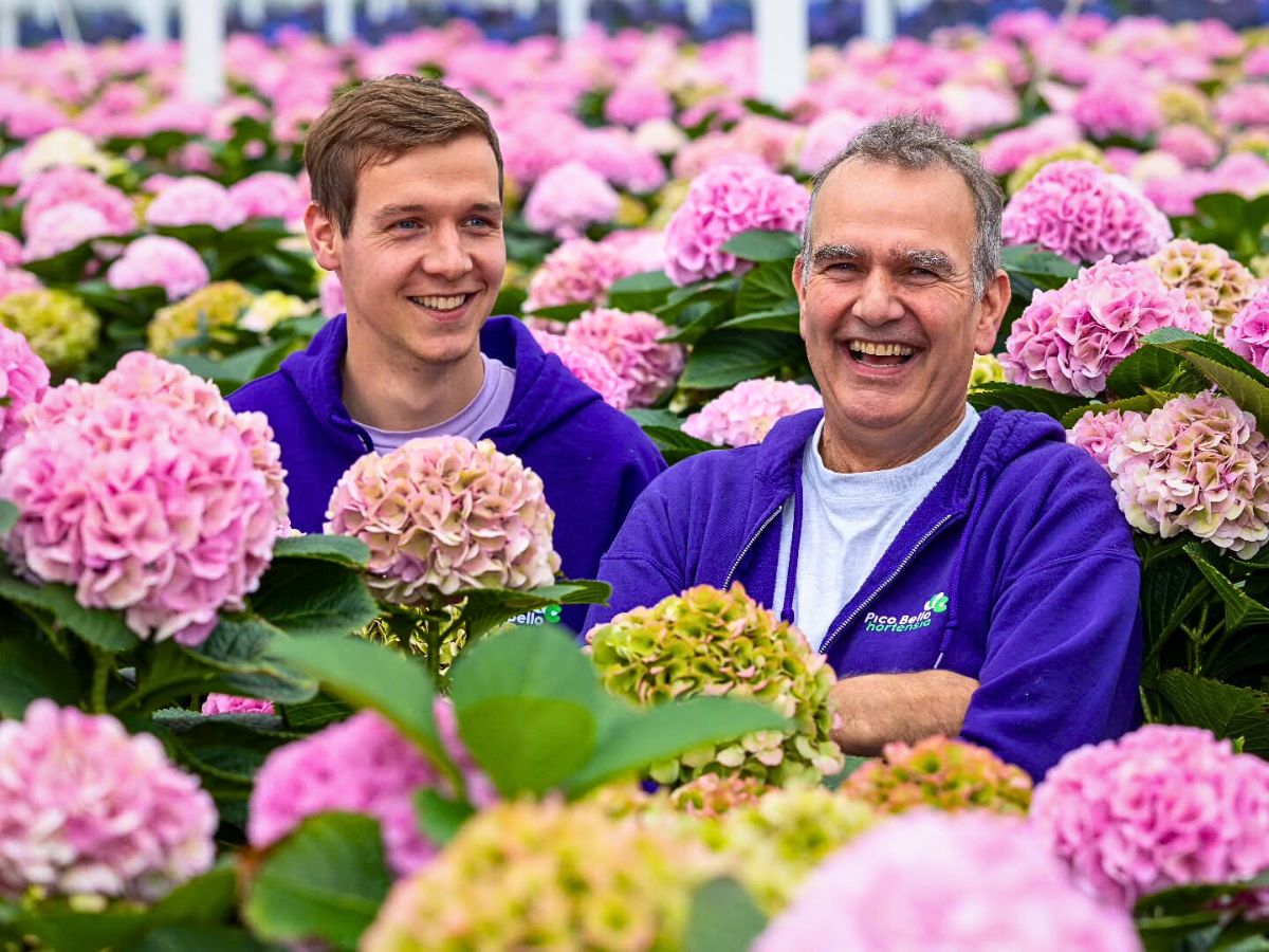 Hydrangea Where Does Tech Meet Sustainable Practices in the Floriculture Industry?