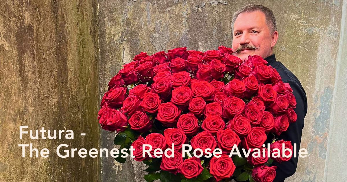 Stilfloristerna With Futura Porta Nova Roses