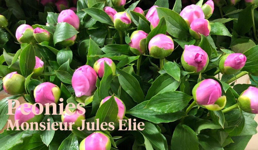 Peter's weekly Menu 18 - Peonies - Monsieur Jules Elie - Cut Flowers - on Thursd for Peter's weekly M