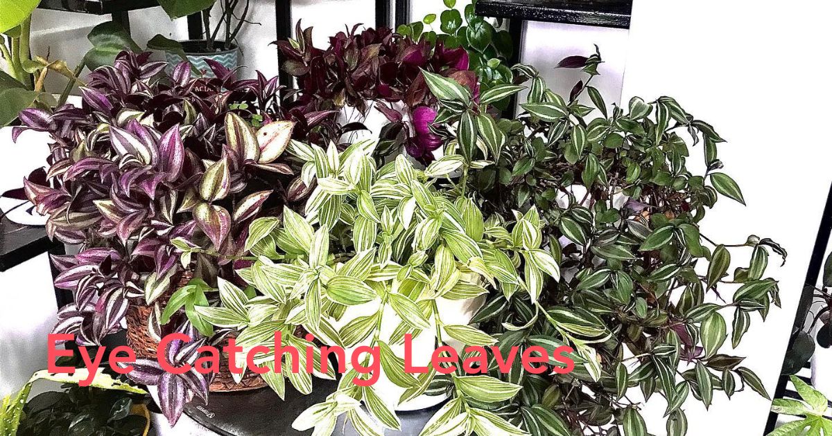 Wandering Jew Plant Header Image